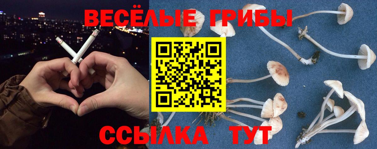 Галлюциногенные грибы Psilocybe Владивосток